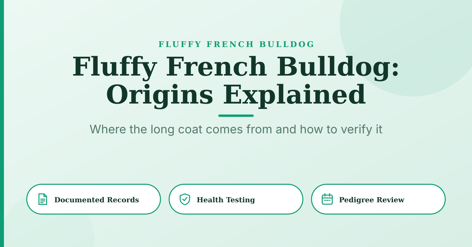 Fluffy French Bulldogs: Origins, Genetics and Why the Long Coat Exists